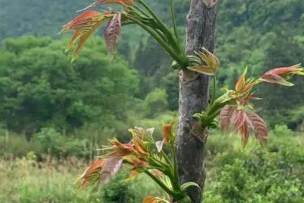 不想管理可以种哪些蔬菜，芦笋、宝塔菜、香椿等品种均为适宜选择