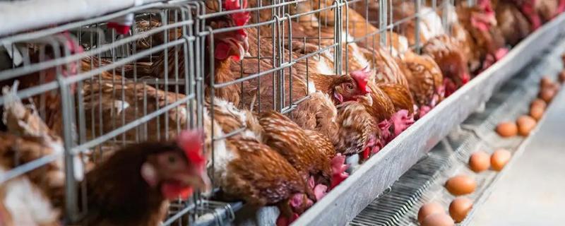 蛋鸡产量低的原因，可能是饲料质量差、生活环境差、患有疾病等因素所导致
