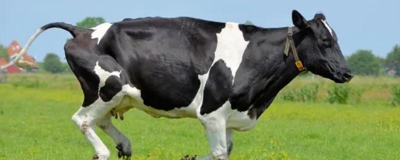 世界上最大的奶牛有多重，巨型奶牛有1吨多重