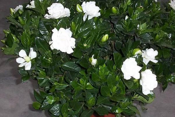 栀子花盆栽方法，选择酸性土壤