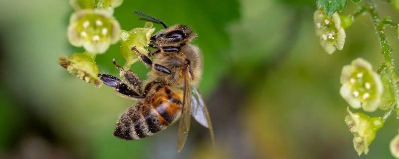 蜜蜂秋繁21天能不能安全过冬，秋繁时间过短、一般无法安全越冬