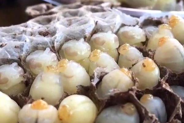 蜂蛹有哪些吃法，油炸、清蒸等方法比较常见