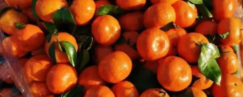 哪个品种的柑橘最好吃，这6种你吃过几种