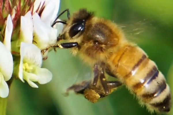 工蜂的特点，是繁殖器官发育不完善的雌性蜜蜂