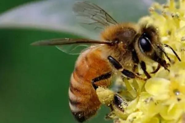 工蜂的特点，是繁殖器官发育不完善的雌性蜜蜂
