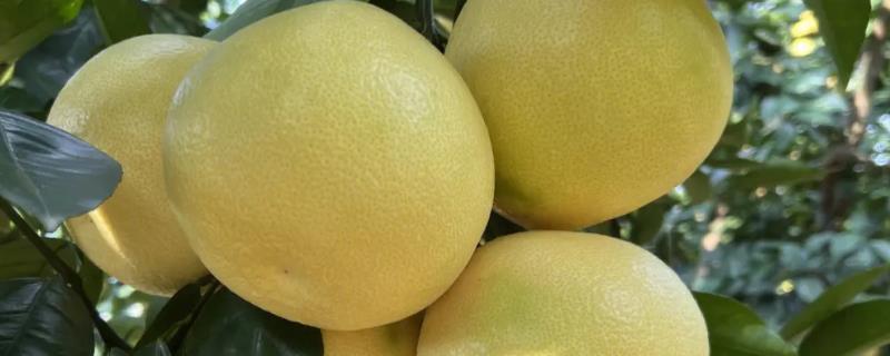 什么是葡萄柚，属于柑橘属、酸橙种植物
