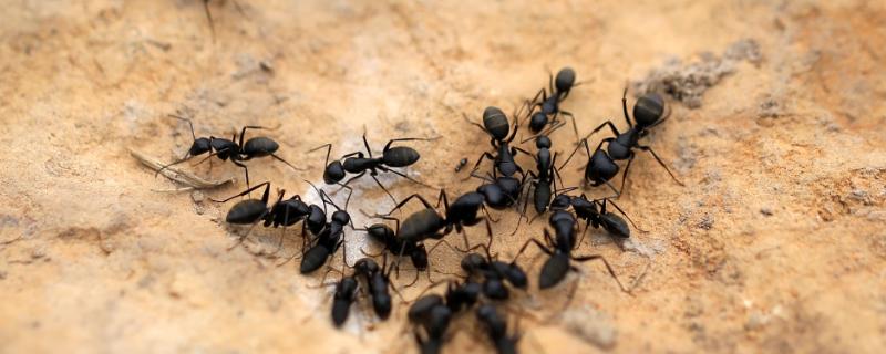 蚂蚁是不是昆虫，是常见的多态型的社会昆虫