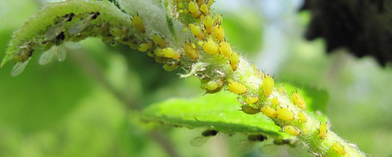 怎么防治蚜虫，秋冬季节对树干涂白可防止蚜虫产卵