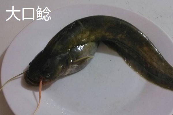 鲶鱼能长多大，鱼种不同体型亦不同