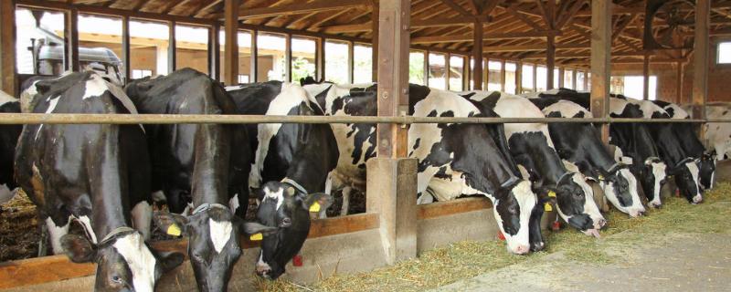 养殖奶牛有哪些要注意的问题，饲喂时要合理搭配饲料营养