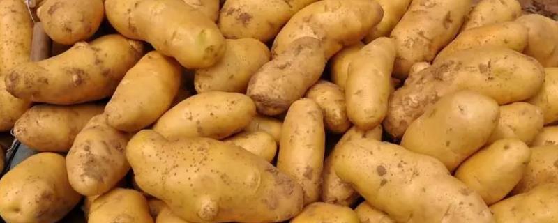 面土豆和脆土豆的区别，面土豆形状不规格、脆土豆一般较圆润