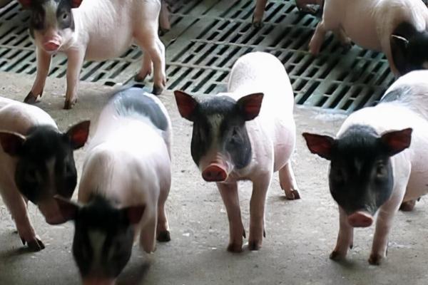 巴马香猪能长多少斤，最大个体也只有45kg左右