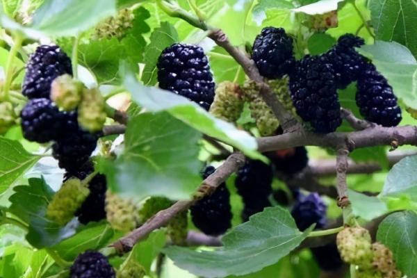 桑葚什么时候成熟，4-6月果实成熟