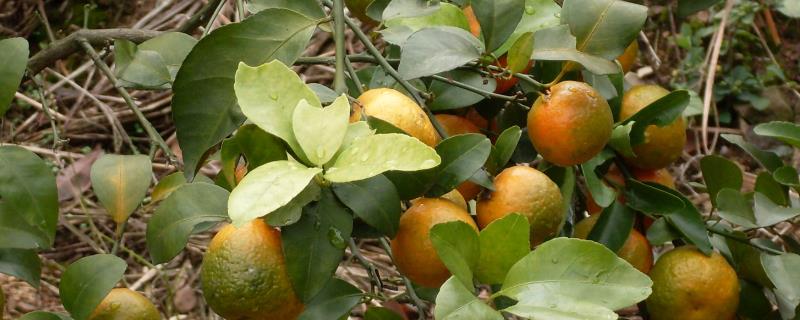 柑橘黄龙病，是韧皮细菌感染引起的危害