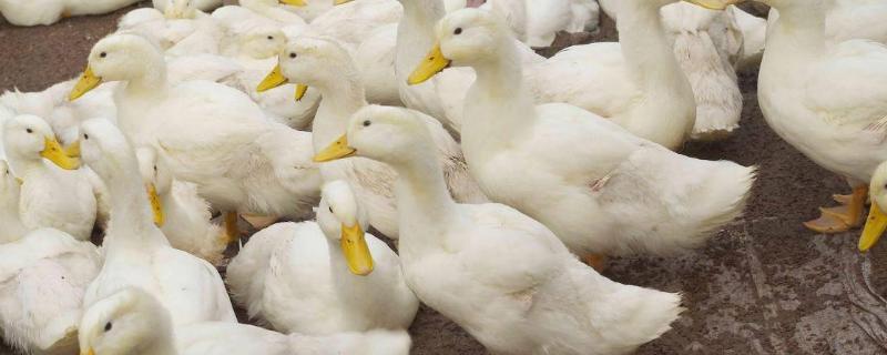 怎么降低养鸭成本，应注意合理搭配饲料、控制好鸭舍温度