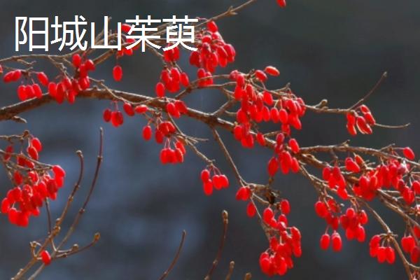 山西阳城县的特产，阳城冬虫夏草非常有名