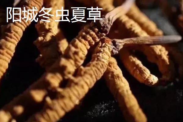 山西阳城县的特产，阳城冬虫夏草非常有名