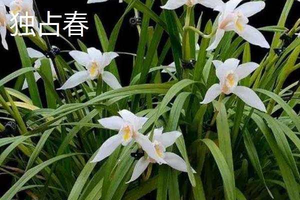 兰花品种分布，纹瓣兰主产于我国广东、广西、贵州等省份
