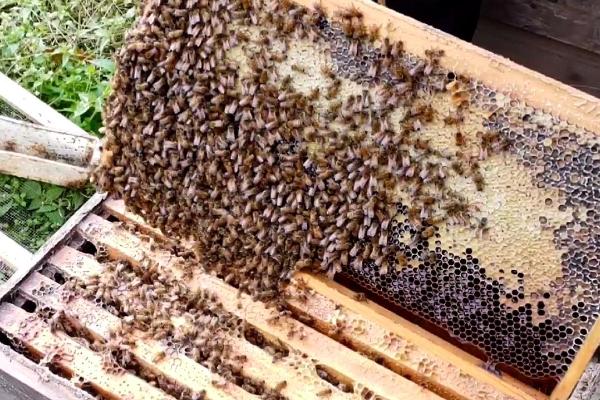 蜜蜂养殖注意事项，蜂群的选择是关键的第一步