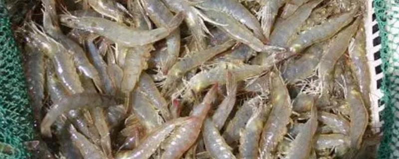 野生虾和养殖虾的区别，生长速度和壳的硬度都不同