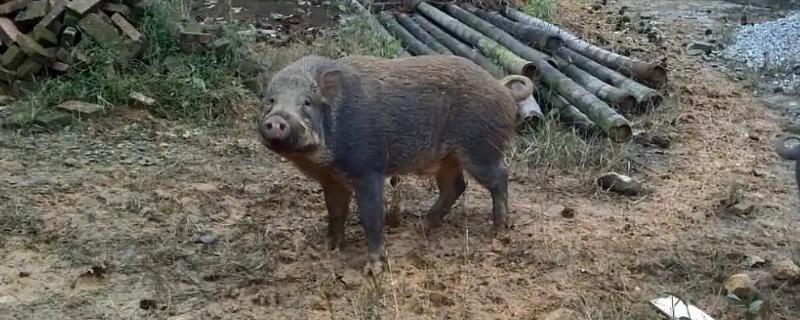 母野猪如何选种，母性强、吃食快、精神好、无流产记录的母猪适合作为种猪