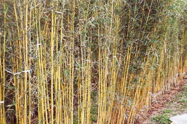 北方可以种什么品种的竹子，以抗寒性强的品种为主