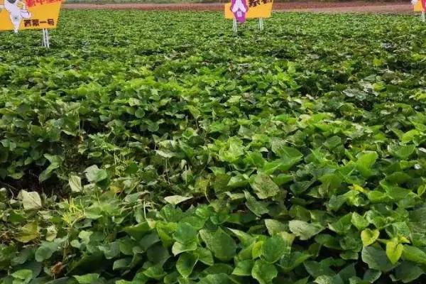 红薯根腐烂是什么原因，水腐、虫害、根腐病都会导致