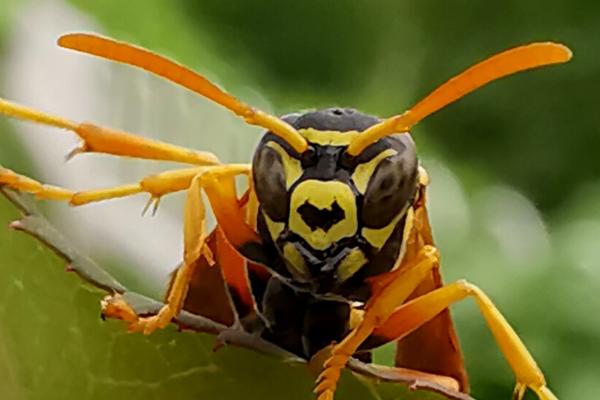 黄腰胡蜂有什么天敌，其它大型胡峰是主要天敌