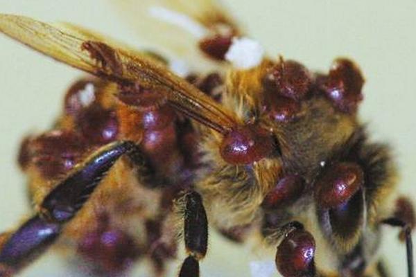 僵尸蜜蜂真的存在吗，在2008年首次发现僵尸蜜蜂