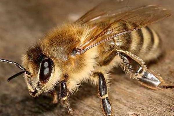 僵尸蜜蜂真的存在吗，在2008年首次发现僵尸蜜蜂