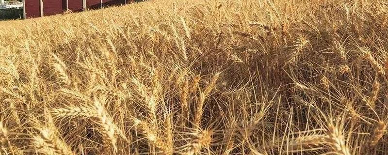 杜兰小麦和普通小麦的区别，品种、产地、硬度和用途均不同