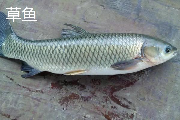 鲩鱼和草鱼的区别，二者没有区别只是叫法不同