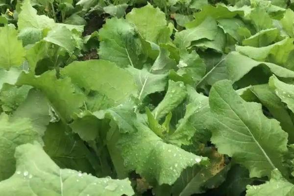 大油菜倒伏预防方法，首先选择抗性好的品种