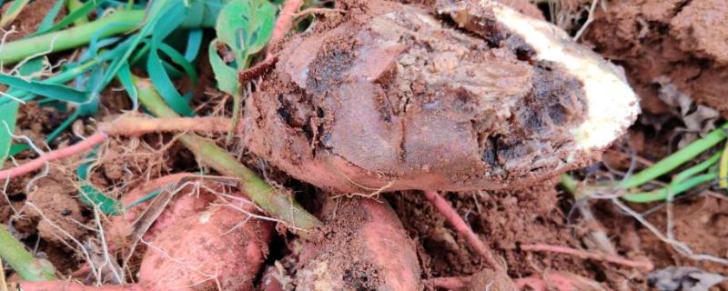 红薯根腐烂是什么原因，水腐、虫害、根腐病都会导致
