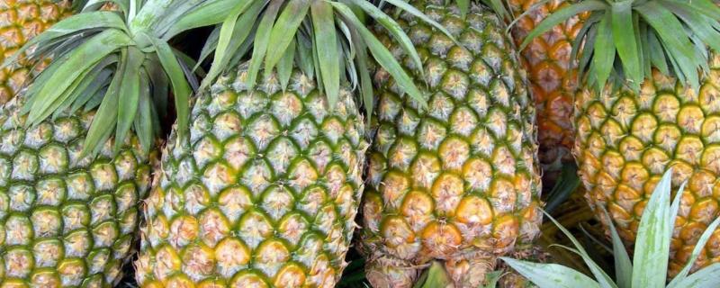菠萝的产地，原产于南美洲