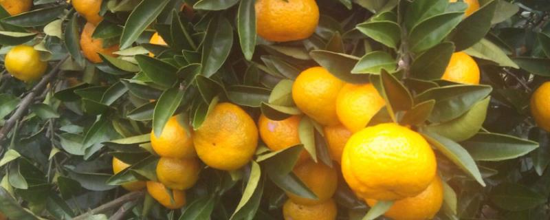 南丰蜜橘几月成熟，主要产地为江西抚州