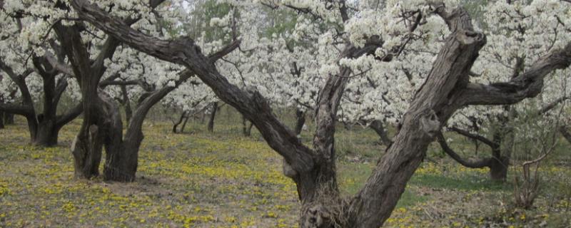 梨树只开花不结果的原因，偏施氮肥或气候异常都会导致