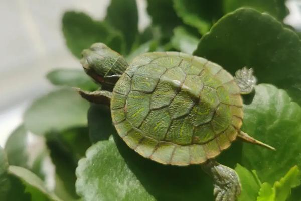 巴西龟龟壳翘起来了是怎么回事，可能是腐甲病或者水位太低导致