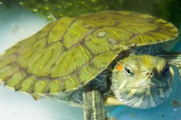 巴西龟龟壳翘起来了是怎么回事，可能是腐甲病或者水位太低导致