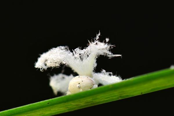 茶树白蛾蜡蝉相关介绍，成虫一年可发生2代
