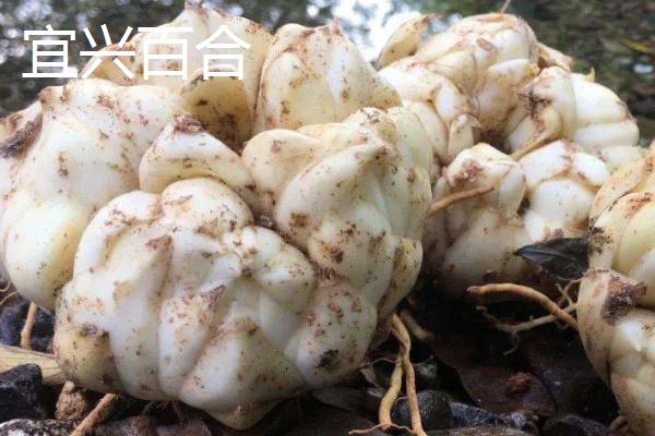 江苏省泰州市的特产，三腊菜的名气传遍大江南北