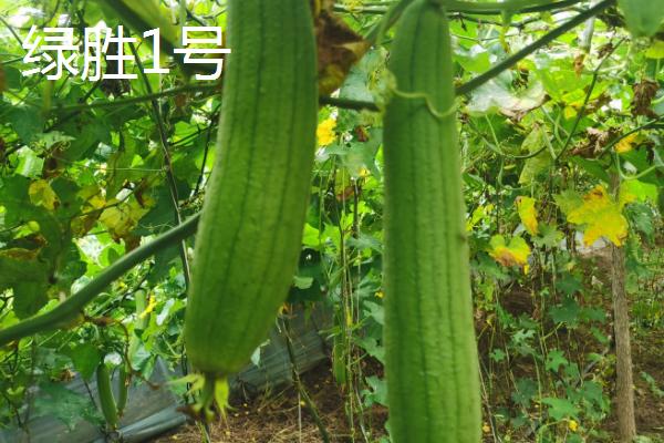 优质的丝瓜苗品种，包括碧绿丝瓜、夏绿1号丝瓜、春帅丝瓜等种类