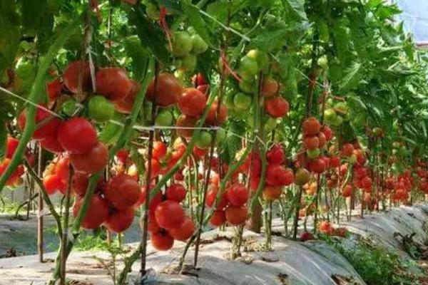 西红柿的种植技术，做好排水工作比较重要