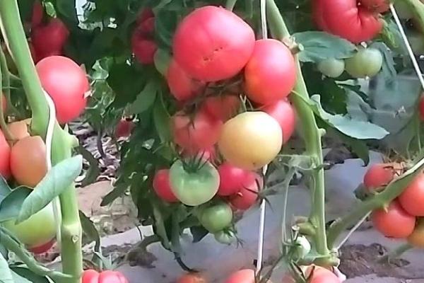 西红柿的种植技术，做好排水工作比较重要