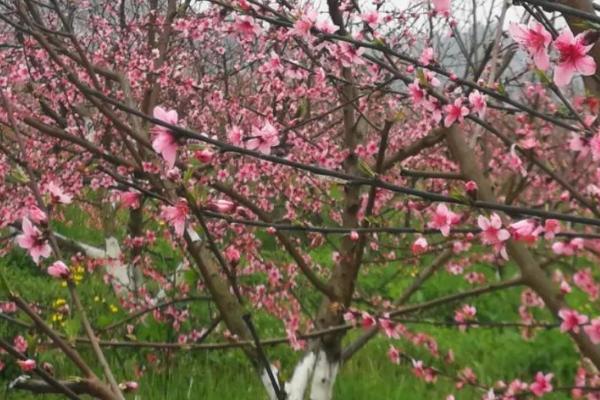 桃树花期怎么管理，需做好防冻、授粉、疏花等工作