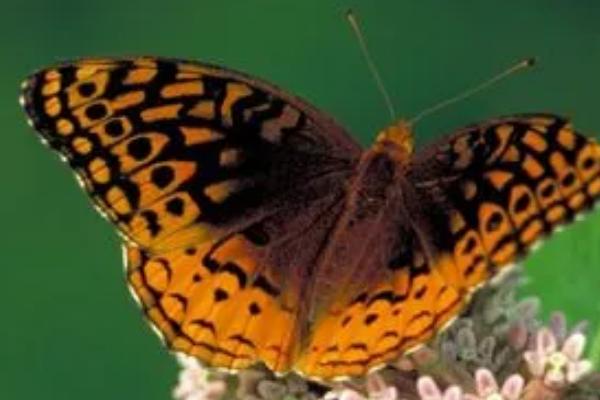 蝴蝶和蛾子的相同点，幼虫大都是植食性