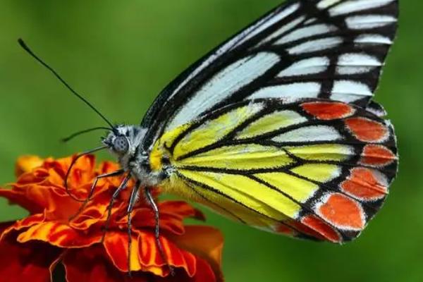 蝴蝶和蛾子的相同点，幼虫大都是植食性