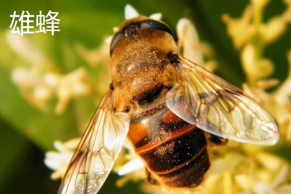 蜜蜂怎么分公母，蜂王和工蜂都是母蜂