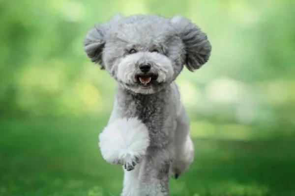 贵宾犬的品种，一般根据体型大小来分类