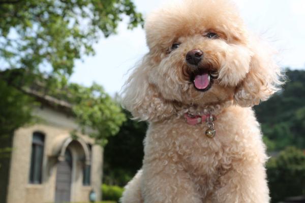 贵宾犬的品种，一般根据体型大小来分类